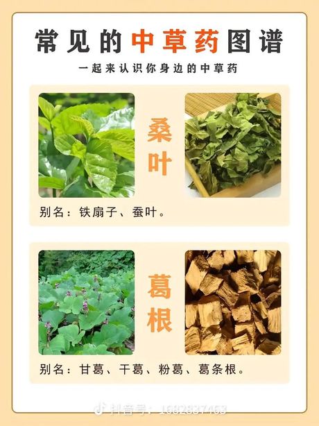 本草减肥：追寻传统草药营养之源