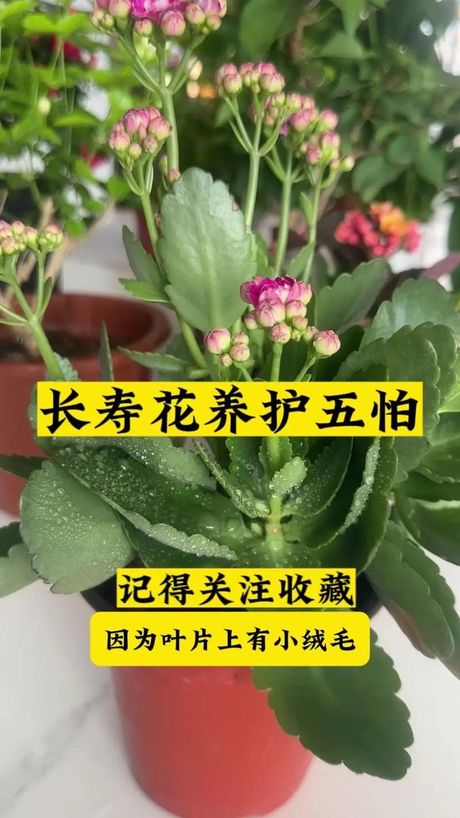 长寿花怎么养，这里是怎样培育长寿花最佳方法