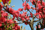 日本樱花(日本樱花：春季赏花胜地)