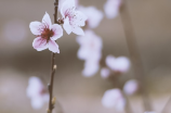 桃花的浪漫诗句(桃花的浪漫诗句 | 岁月静好桃花依旧)