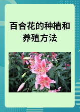 百合花怎么养，如何正确地养护百合花