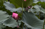 清补凉(【超全教程】自制清补凉，夏日必备的美食)